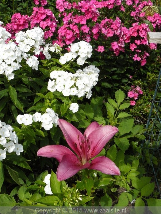 Phlox Paniculata Pink Flame Vlambloem Zaaien Opkweken